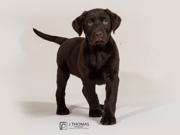 Labrador Retriever DOG Female 17427 Petland Topeka, Kansas