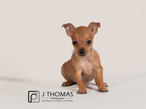 Chihuahua-DOG-Female--17418-Petland Topeka, Kansas