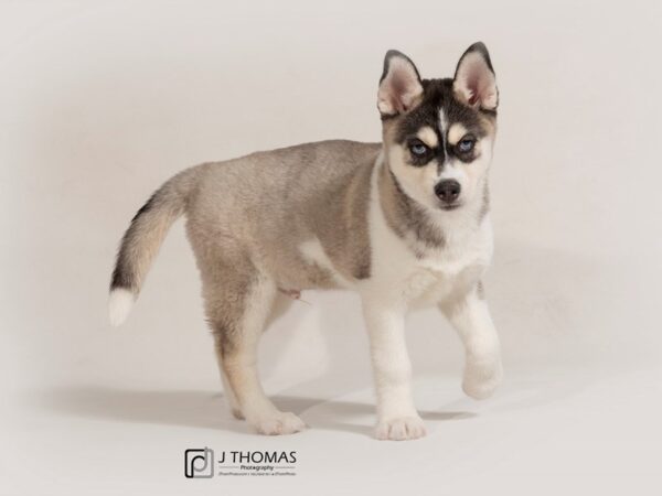 Siberian Husky DOG Male 17417 Petland Topeka, Kansas