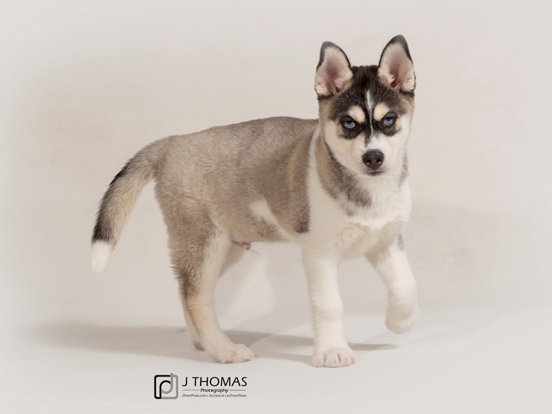 Siberian Husky-DOG-Male--2559098-Petland Topeka, Kansas