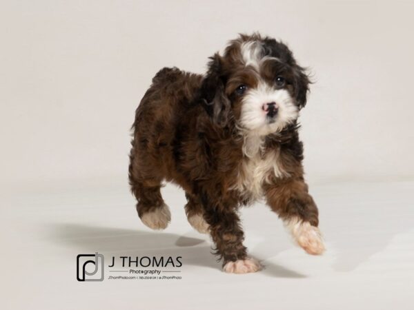 Cocker Spaniel / Poodle DOG Female 17450 Petland Topeka, Kansas