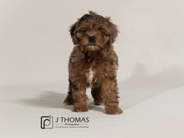 Cocker Spaniel / Poodle-DOG-Female--17449-Petland Topeka, Kansas