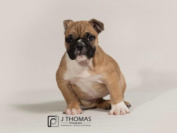 English Bulldog-DOG-Female--17426-Petland Topeka, Kansas