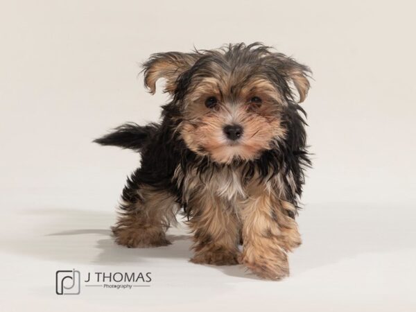 Morkie (Maltese/Yorkshire Terrier)-DOG-Female-Black&Tan-17455-Petland Topeka, Kansas