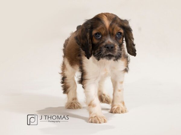 Cocker Spaniel-DOG-Female--17454-Petland Topeka, Kansas