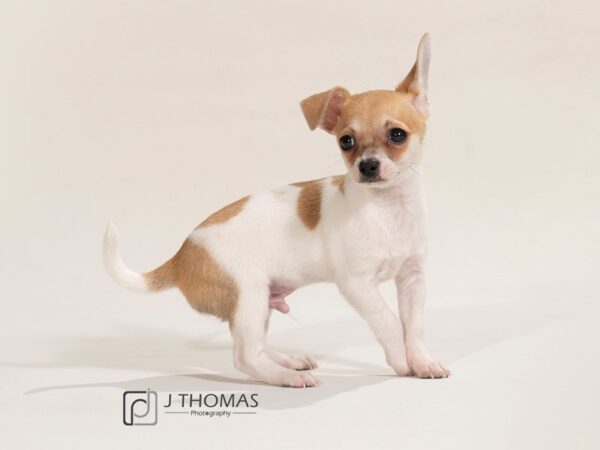 Chihuahua DOG Male Tan&White 17453 Petland Topeka, Kansas