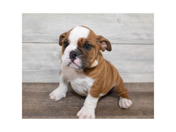 Bulldog DOG Male Red 17460 Petland Topeka, Kansas