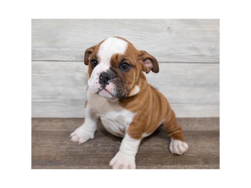 Bulldog-DOG-Male-Red-2578286-Petland Topeka, Kansas
