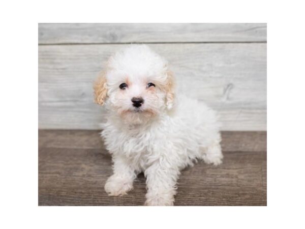 Poodle-DOG-Female-Apricot-17461-Petland Topeka, Kansas