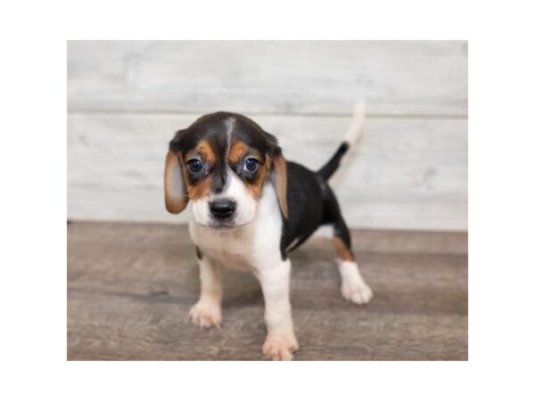 Beagle DOG Female Black White / Tan 17458 Petland Topeka, Kansas