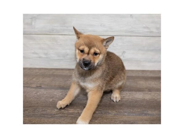 Shiba Inu DOG Female Red Sesame 17462 Petland Topeka, Kansas