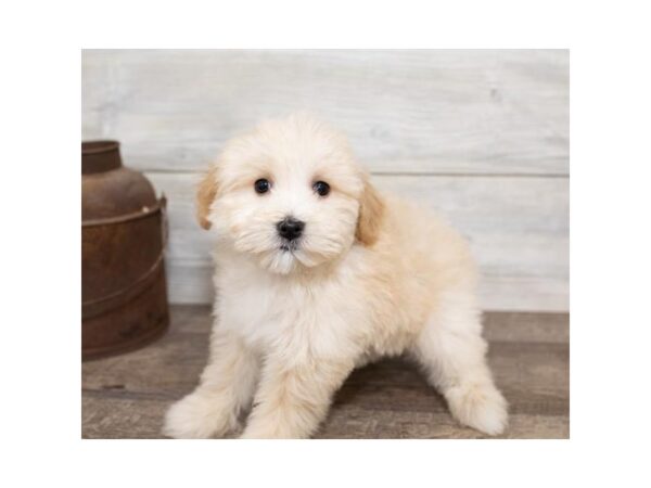 Goldendoodle Mini-DOG-Female-Golden-17486-Petland Topeka, Kansas