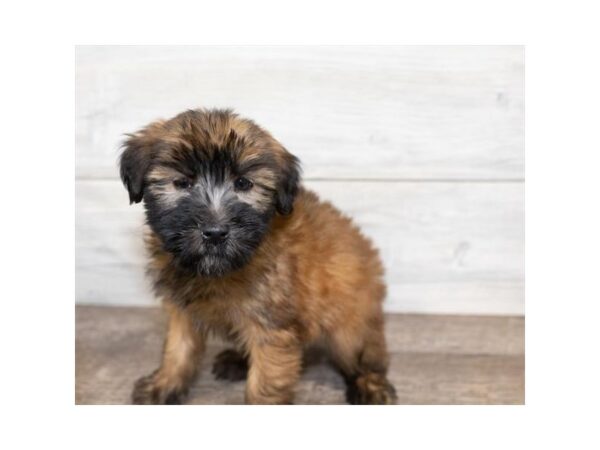 Soft Coated Wheaten Terrier DOG Female Wheaten 17482 Petland Topeka, Kansas