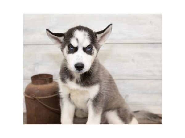 Siberian Husky DOG Male Black / White 17481 Petland Topeka, Kansas