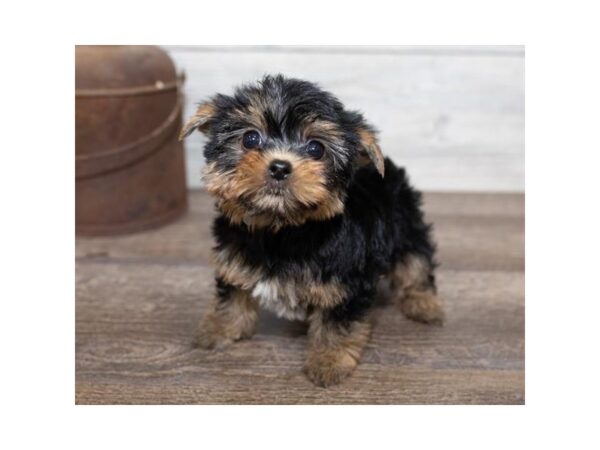 Yorkshire Terrier DOG Female Black / Tan 17483 Petland Topeka, Kansas