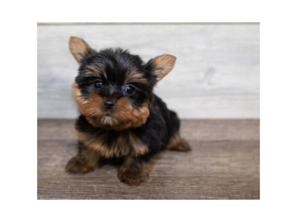 Yorkshire Terrier DOG Male Black / Tan 17484 Petland Topeka, Kansas