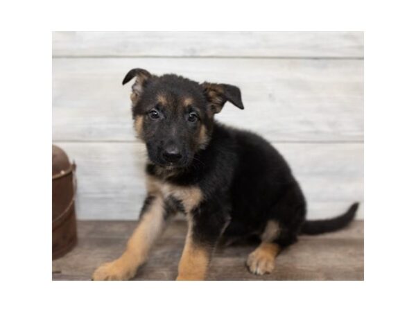 German Shepherd Dog DOG Male Black / Tan 17485 Petland Topeka, Kansas