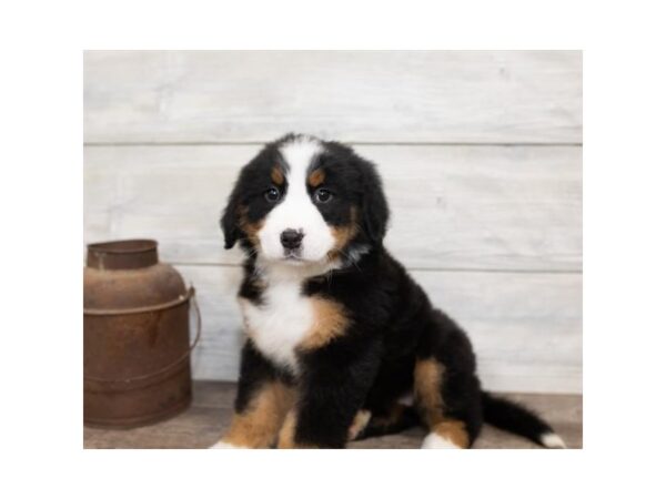 Bernese Mountain Dog DOG Female Black White / Tan 17474 Petland Topeka, Kansas