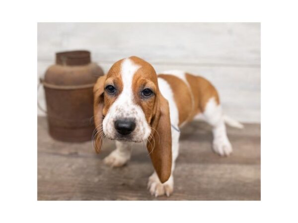 Basset Hound-DOG-Female-Red / White-17473-Petland Topeka, Kansas