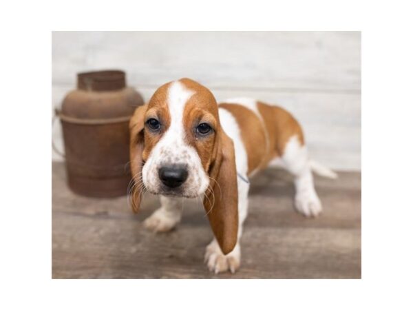 Basset Hound DOG Female Red / White 17473 Petland Topeka, Kansas