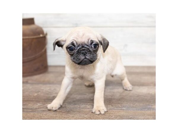 Pug DOG Female Fawn 17479 Petland Topeka, Kansas