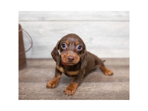 Dachshund DOG Female Chocolate / Tan 17477 Petland Topeka, Kansas