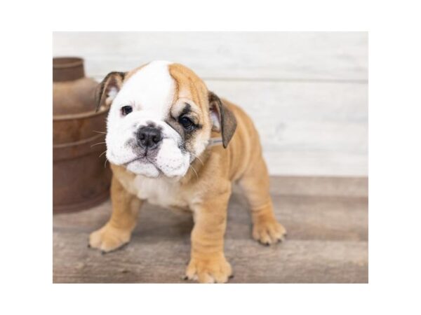 Bulldog DOG Female Red 17475 Petland Topeka, Kansas