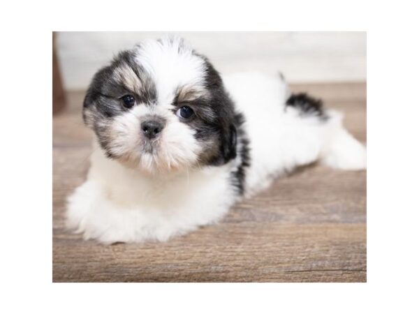 Shih Tzu DOG Male Black / White 17480 Petland Topeka, Kansas