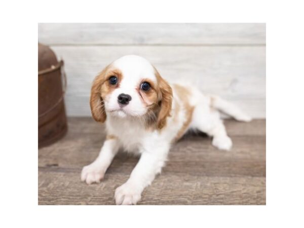 Cavalier King Charles Spaniel DOG Female Blenheim 17476 Petland Topeka, Kansas