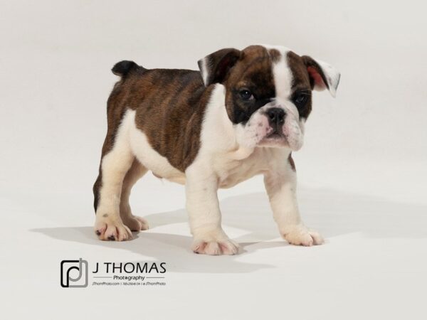 English Bulldog-DOG-Male-Red Brindle &White-17472-Petland Topeka, Kansas