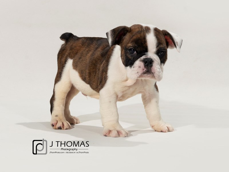 English Bulldog-DOG-Male-Red Brindle &White-2582671-Petland Topeka, Kansas