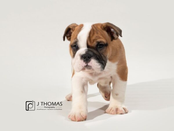 English Bulldog-DOG-Male-Fawn & White-17471-Petland Topeka, Kansas