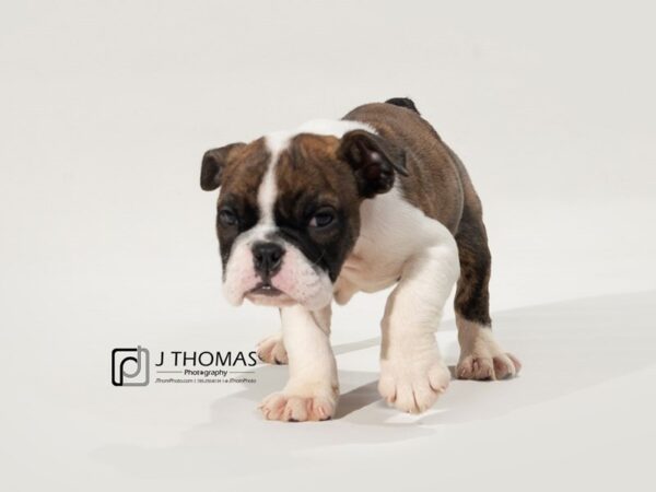 English Bulldog DOG Male Red Brindle & White 17470 Petland Topeka, Kansas