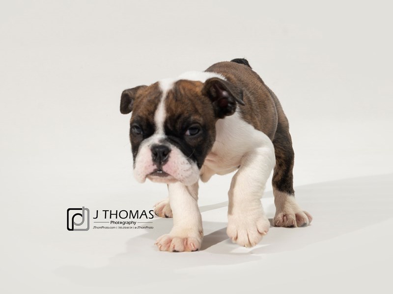 English Bulldog-DOG-Male-Red Brindle & White-2582576-Petland Topeka, Kansas