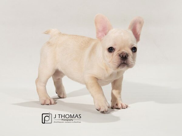 French Bulldog-DOG-Female--17468-Petland Topeka, Kansas