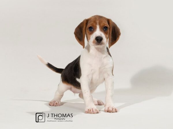 Beagle DOG Female 17467 Petland Topeka, Kansas