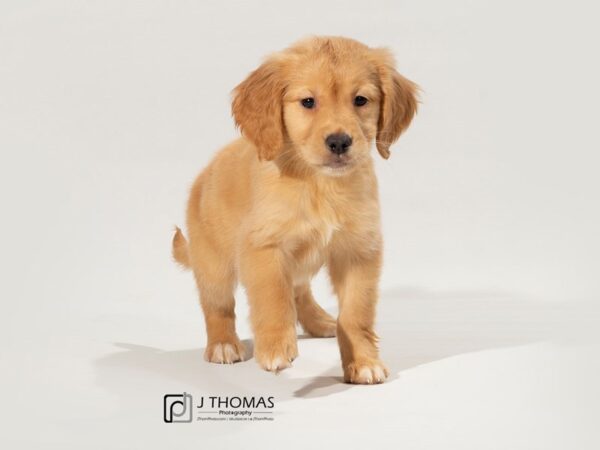 Golden Retriever DOG Female 17466 Petland Topeka, Kansas