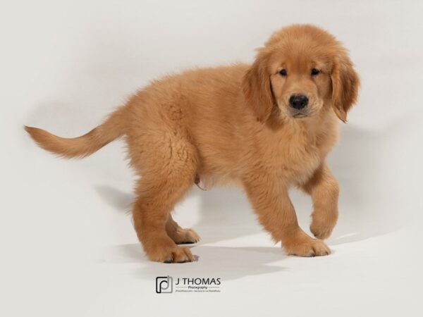 Golden Retriever-DOG-Male--17465-Petland Topeka, Kansas