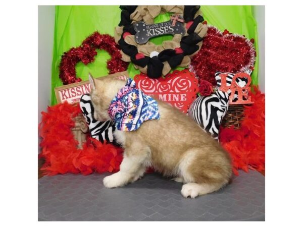 Siberian Husky-DOG-Male-Red / White-17489-Petland Topeka, Kansas