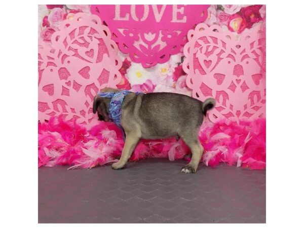 Pug DOG Male Fn/Blk Msk 17487 Petland Topeka, Kansas