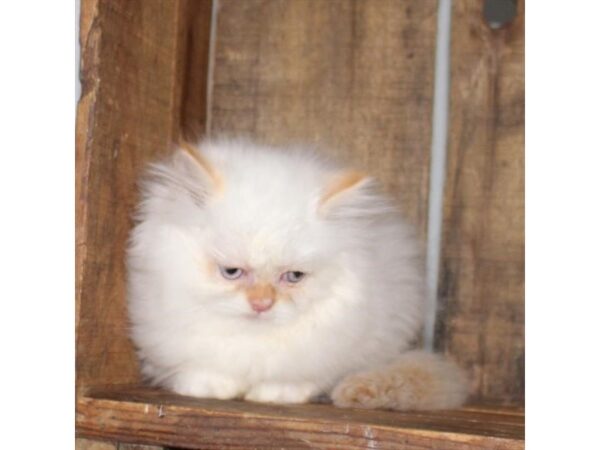 Persian-CAT-Female-Red Point-17491-Petland Topeka, Kansas