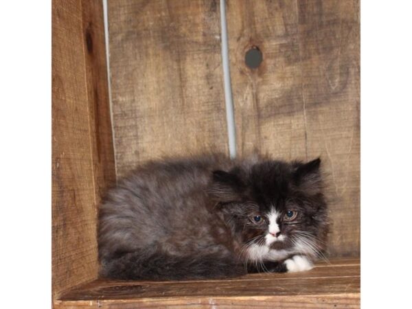 Persian-CAT-Male-Black Smoke-17492-Petland Topeka, Kansas