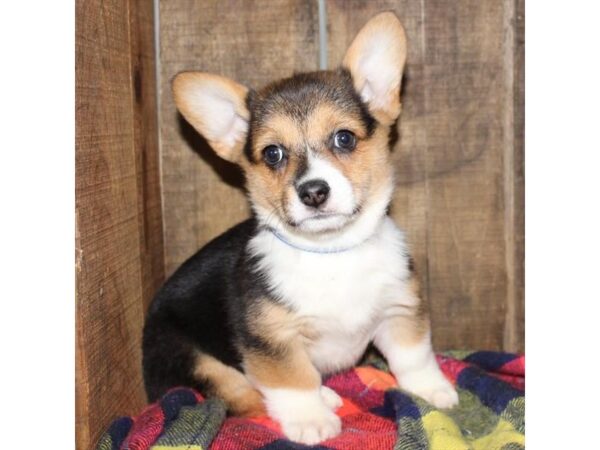 Pembroke Welsh Corgi DOG Female Black Tan / White 17498 Petland Topeka, Kansas