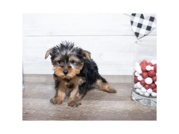 Yorkshire Terrier-DOG-Male-Black / Tan-17500-Petland Topeka, Kansas