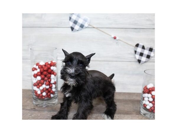 Miniature Schnauzer-DOG-Female-White-17497-Petland Topeka, Kansas