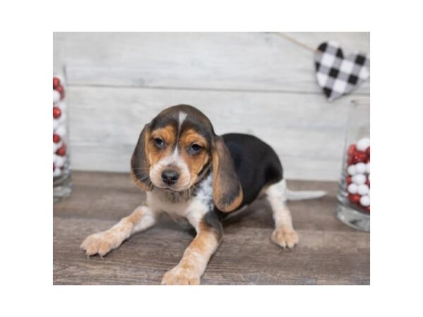 Beagle DOG Female Tri-Colored 17495 Petland Topeka, Kansas