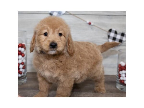 Goldendoodle Mini DOG Female Gold 17501 Petland Topeka, Kansas