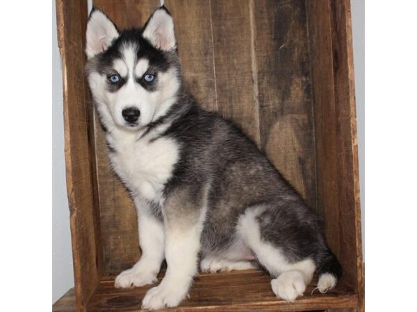 Siberian Husky DOG Female Black / White 17499 Petland Topeka, Kansas