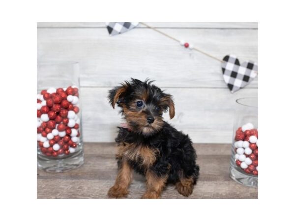 Yorkiepoo DOG Female Black / Tan 17503 Petland Topeka, Kansas