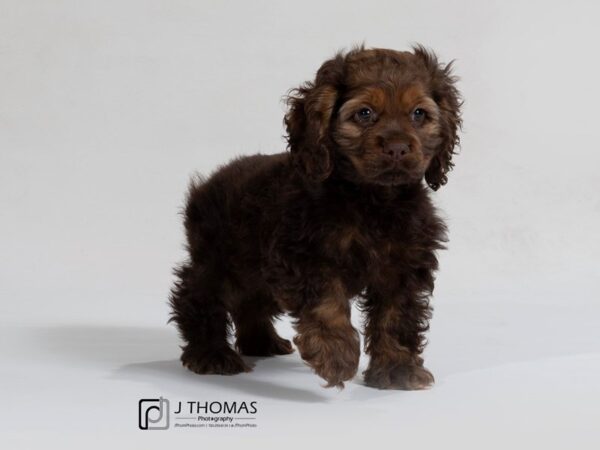 Cocker Spaniel DOG Female Chocolate Sable 17490 Petland Topeka, Kansas